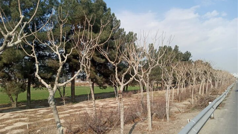 نیمی از درختان منطقه ۱۹ هرس شدند