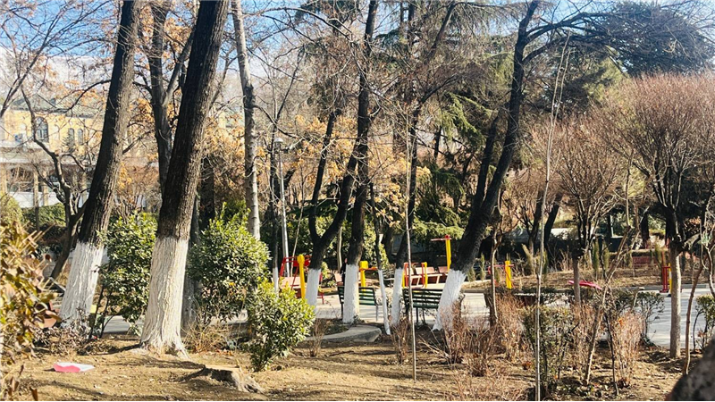 معاون شهردار منطقه یک:آغاز کنترل آفات درختان منطقه یک در خواب زمستانی، با اجرای عملیات باندینگ 