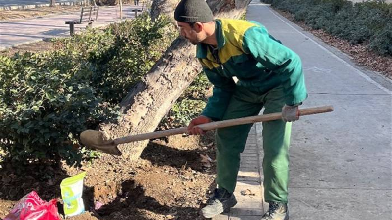 چنارهای منطقه ۲ جانی دوباره می‌گیرند