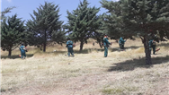 اجرای عملیات علف تراشی در  باغات و جنگل های منطقه دو