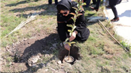 در هفته درختکاری اجرای طرح جهادی فضای سبز در محورهای اصلی شمال تهران