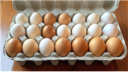 قیمت انواع تخم مرغ پوست سفید و قهوه‌ای اعلام شد